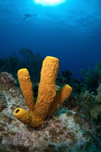 Yellow sponges by Paul Colley 